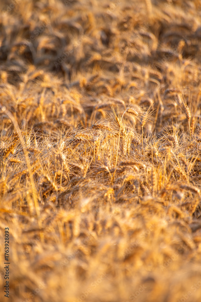 Fototapeta premium golden wheat field