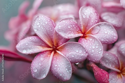 Vibrant Pink Plumeria Flowers Glisten With Raindrops in a Tropical Garden Set...