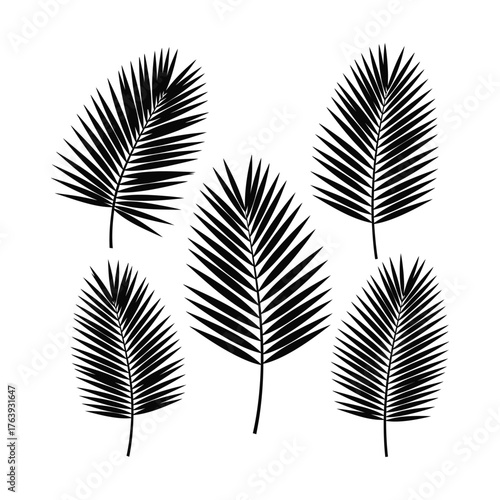 Palm Leaves Silhouette on White Background leaf tropical plant foliage black isolated nature vector design element botanical