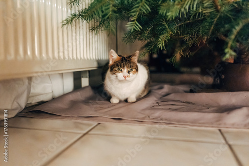 Cat resting under the Christmas tree