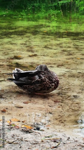 duck preening its feathers in the crystal clear water of a lake