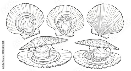 Intricate seashell designs featuring detailed scallops and oysters in monochrome sketch