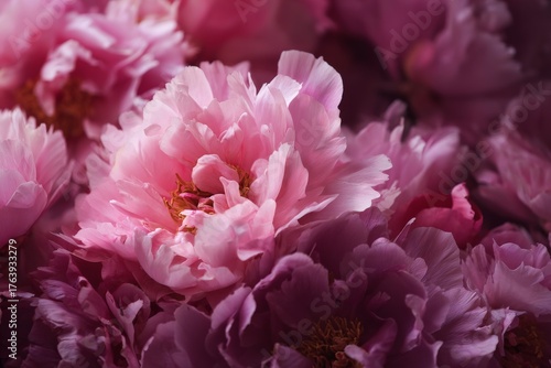 Beautiful Pink Peonies in Full Bloom Filling the Scene in a Soft, Floral Arra...