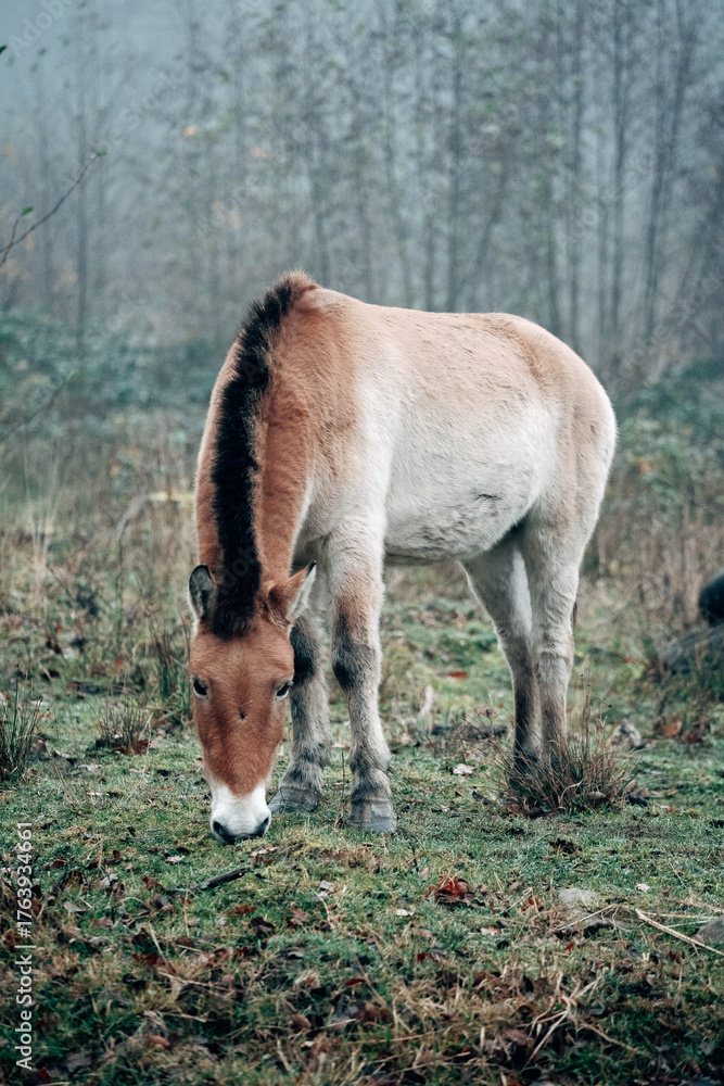 Fototapeta premium Wild horses in nature