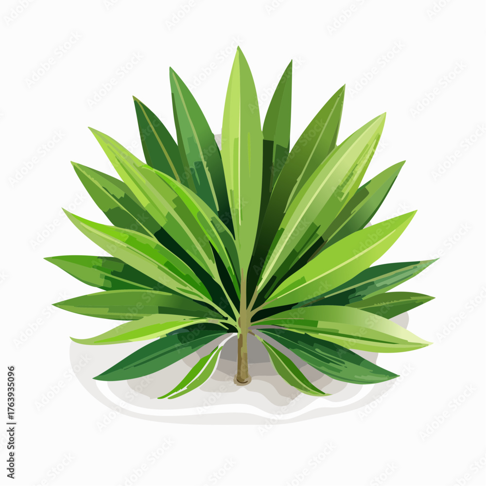 Fototapeta premium Jolie plante verte à feuilles longues et fines, isolée sur fond blanc, 