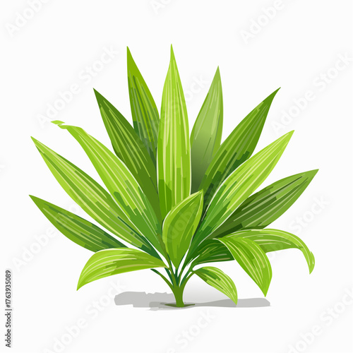 Jolie plante verte à feuilles longues et fines, isolée sur fond blanc, 