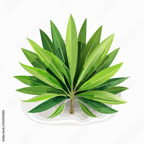 Jolie plante verte à feuilles longues et fines, isolée sur fond blanc, 