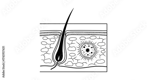 Detailed cross section of human skin layers showcasing hair follicle and cellular structure in black and white