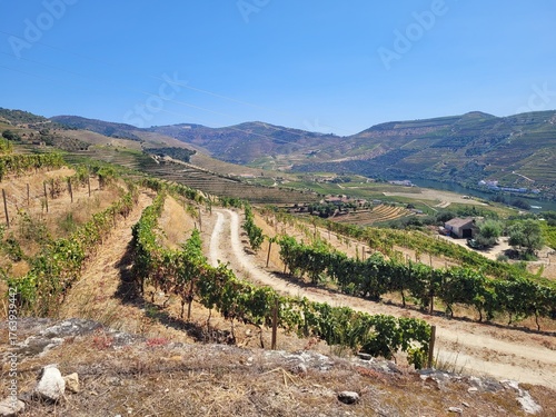 Vineyard view in Pinhao, Portugal. 