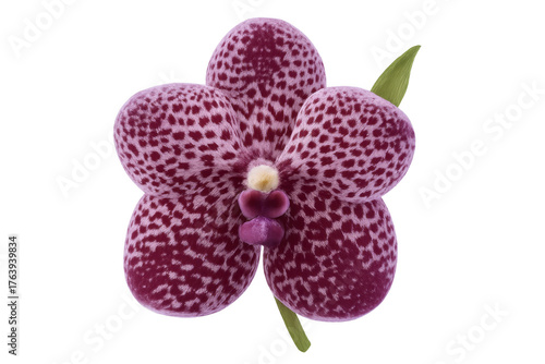 Purple spotted vanda orchid bloom with green leaf, isolated tropical flower on transparent background
