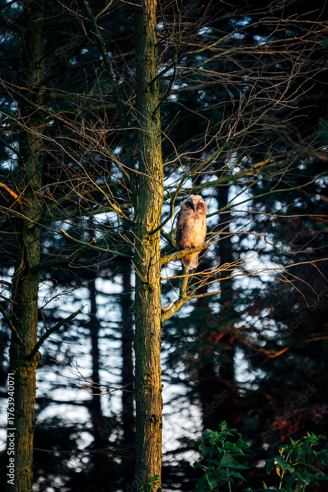 Fototapeta premium Owl sitting in a tree