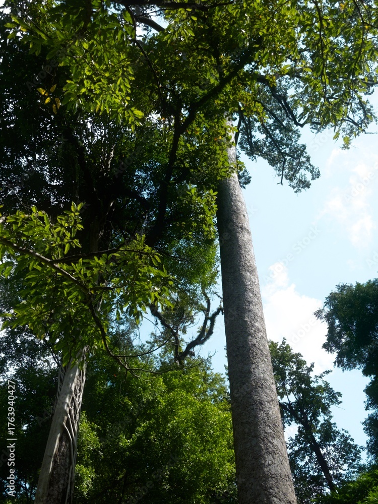 Fototapeta premium Looking Up to Nature’s Glory