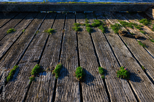 The T-Wharf with plants