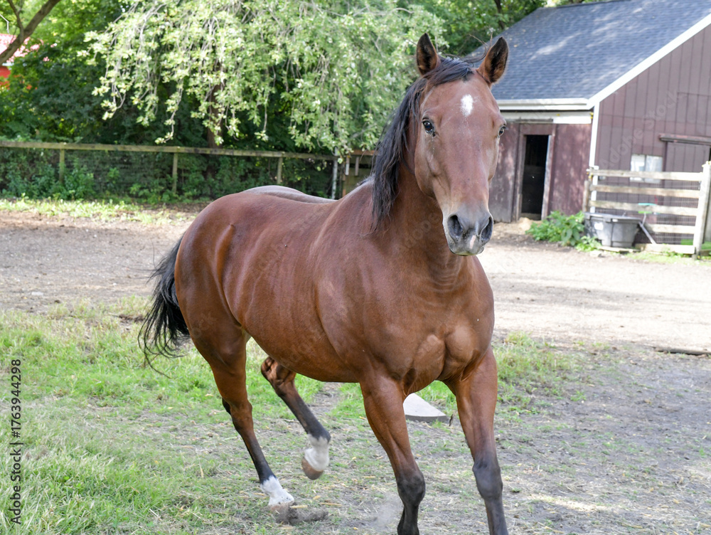 Fototapeta premium Brown horse in the paddock pasture