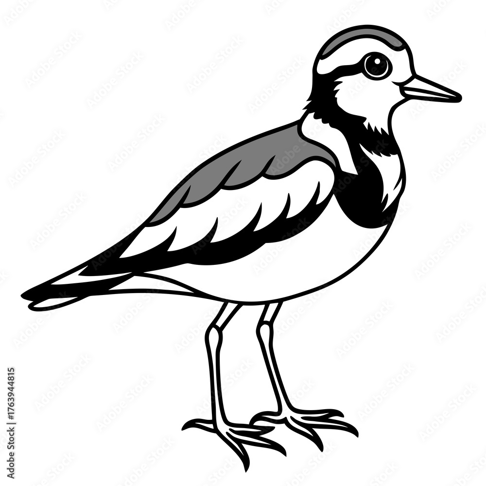 Fototapeta premium Ruddy Turnstone Silhouette Vector Illustration on White Background