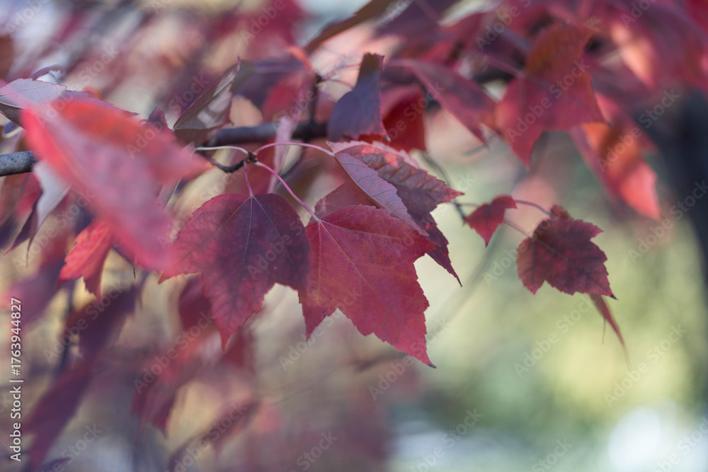 Fototapeta premium Close-up of red maple leaves in autumn light