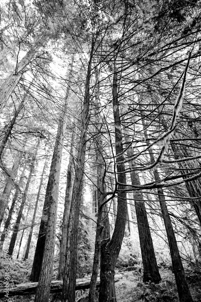 Fototapeta Large cedar and redwood trees in the forest