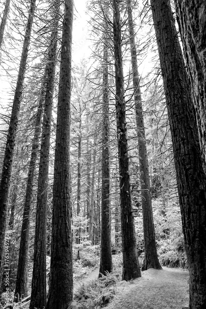 Fototapeta premium Large cedar and redwood trees in the forest