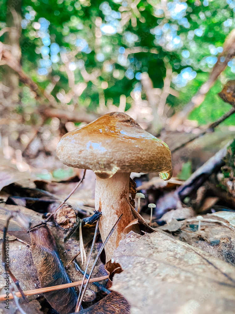 Fototapeta premium Brown mushroom growing on forest floor surrounded by leaves and twigs in natural environment