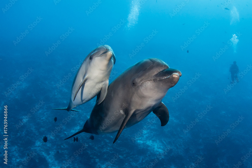 Fototapeta premium Bottlenose dolphin, French Polynesia, Pacific