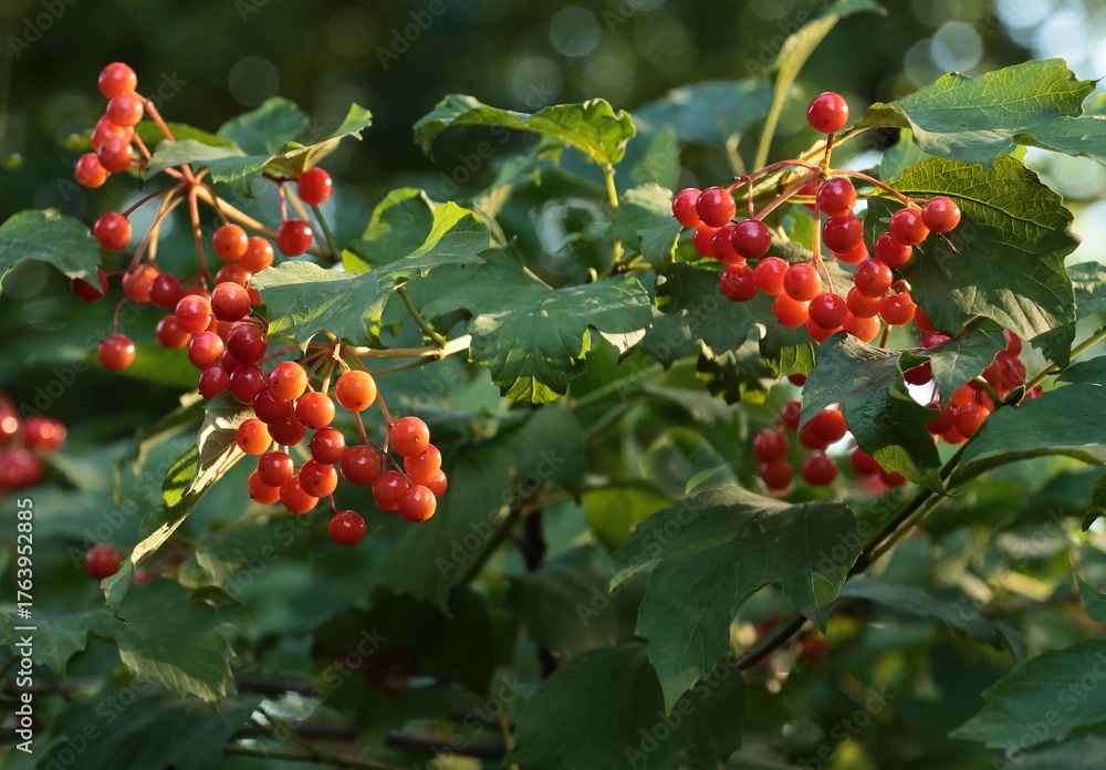 Fototapeta premium clusters red berries of viburnus opulus bush at autum
