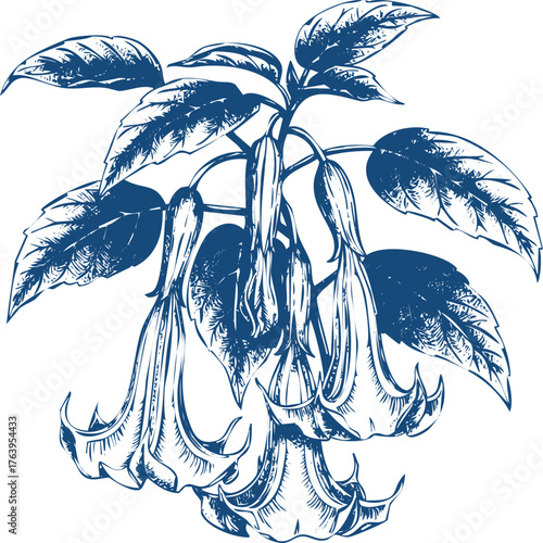 Blue Ink Sketch of Datura Flowers and Leaves on White Background bloom blossom