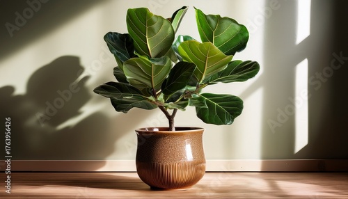 a fiddle leaf fig tree with large glossy leaves in a decorative ceramic pot