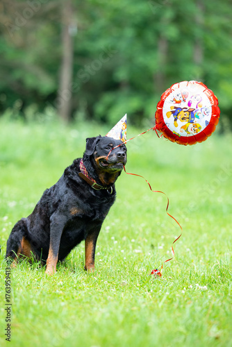 Smiling Rottweiler in Birthday Hat with Cake and Balloon — 12th Birthday Celebration Outdoors