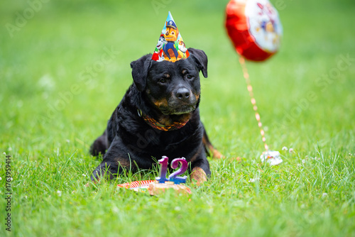 Smiling Rottweiler in Birthday Hat with Cake and Balloon — 12th Birthday Celebration Outdoors