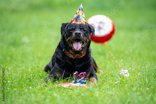 Smiling Rottweiler in Birthday Hat with Cake and Balloon — 12th Birthday Celebration Outdoors