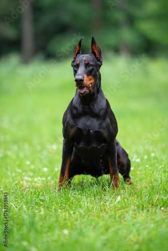Beautiful Doberman Sitting on Green Grass Outdoors. Close-up Pet Portrait in High Quality