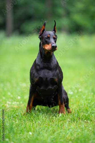 Beautiful Doberman Sitting on Green Grass Outdoors. Close-up Pet Portrait in High Quality