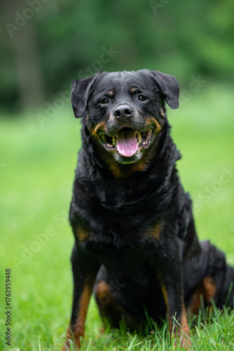 Close-Up Portrait of a Smiling Rottweiler Outdoors on a Green background