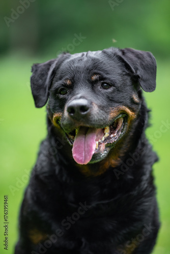 Wallpaper Mural Close-Up Portrait of a Smiling Rottweiler Outdoors on a Green background Torontodigital.ca