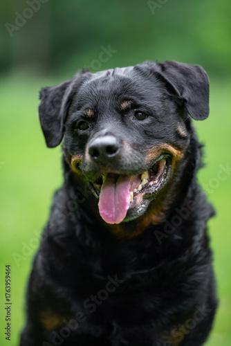 Wallpaper Mural Close-Up Portrait of a Smiling Rottweiler Outdoors on a Green background Torontodigital.ca
