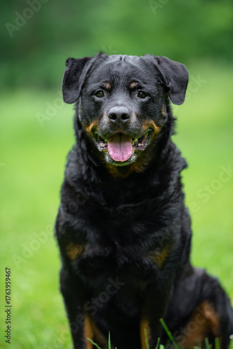 Close-Up Portrait of a Smiling Rottweiler Outdoors on a Green background