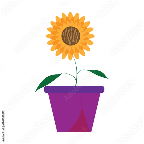sunflower in a pot