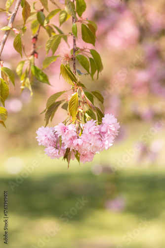 A soft-focus close-up of delicate pink cherry blossoms hanging on a single branch, captured with a dreamy bokeh background.