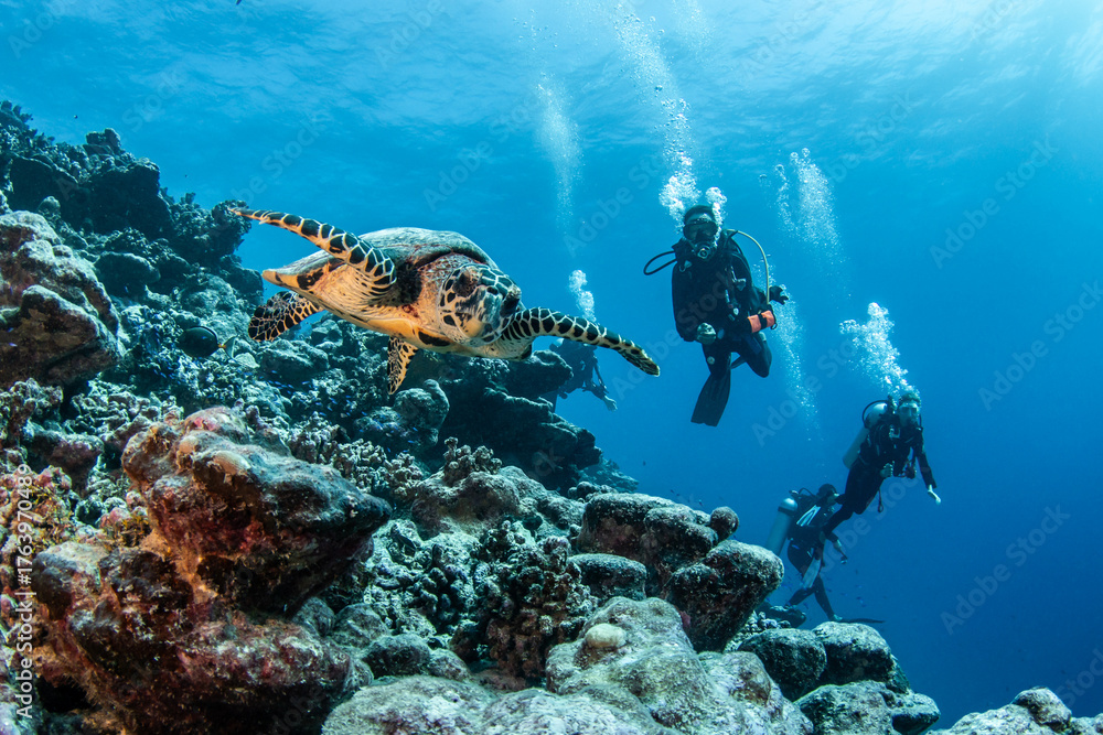 Fototapeta premium Sea turtle on the reef, French Polynesia, Pacific