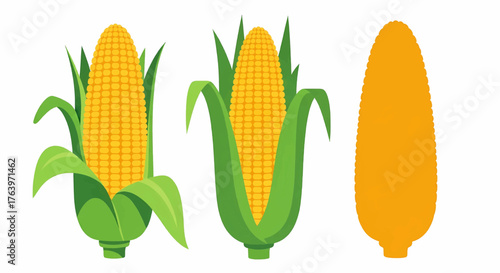 A collection of fresh corn on the cob with green husks. Vector illustration, isolated objects for commercial use