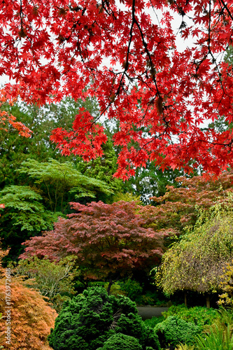 Fall Japanese maple trees in autumn changing colour in nature scene