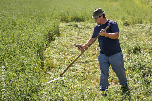 Fototapeta Man wearing a hat using a scythe to cut alfalfa and clover in a green field, pra