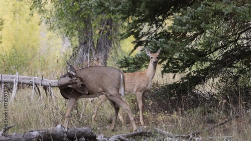 Whitetiled Deer Doe and Fawns in Autumn in Grand Teton National Park Wyoming