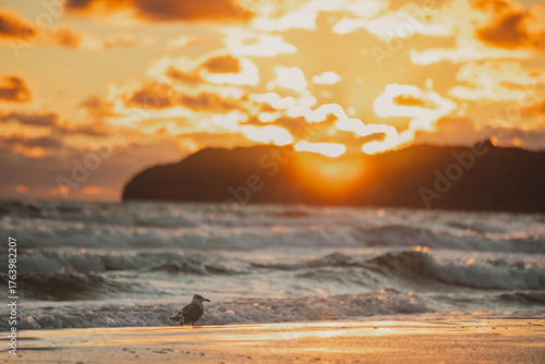 Silhouette of Seagull Walking on the Beach at Sunset, Rügen Island, Germany