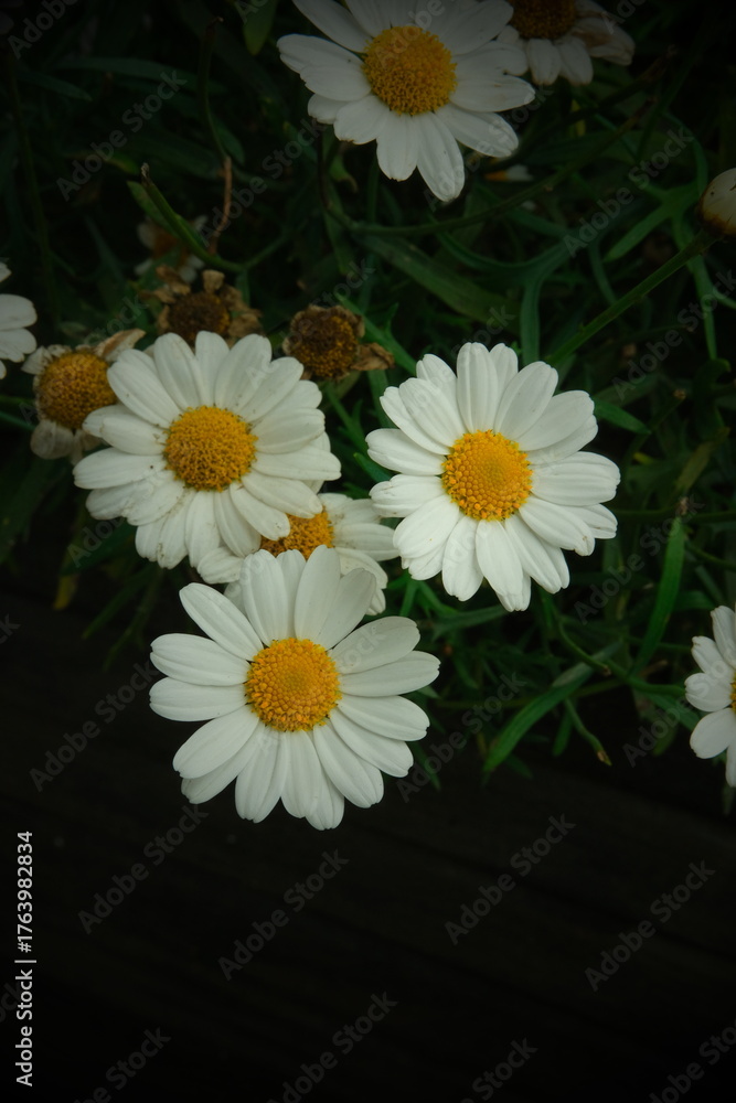 Obraz premium daisies on black background