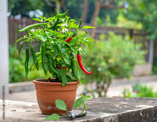 Vibrant Chili Pepper Plant in Terracotta Pot, Outdoor Garden Setting, Lush Green Foliage.