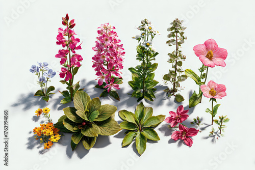 Vivid British summer blooms arranged together, showcasing realistic petals, clean white background, subtle shadows, minimalist style, botanical photography in ultra-detailed 8K clarity and natural lig