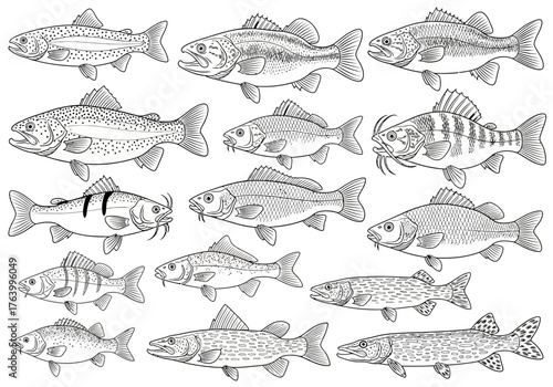 Line Art Illustration of Various Fish Species.