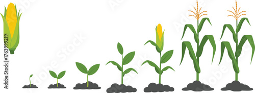Corn plant growth stages vector illustration set, seedling to mature crop, leaf development, tassel and ear formation, agricultural lifecycle chart