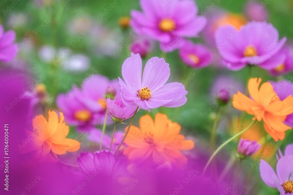 Fototapeta premium コスモス咲き誇る秋の風景 